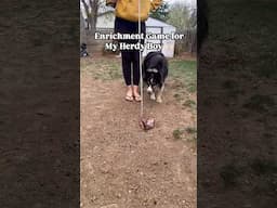 Enrichment Game for my Herding Dog 🎣 #shorts