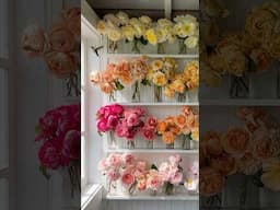 Watch Now: A new film about our rose preservation efforts