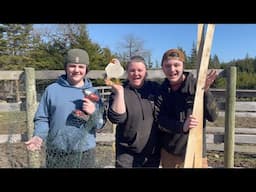 We built a CHICKEN TRACTOR for $0! (raising chickens chicken coop)