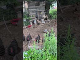 Good morning Birdies! Google Pixel Phone Test #garden #backyardchickens #foodforest