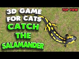 3D game for cats | Catch the salamander (top view) | 4K, 60 fps, stereo sound