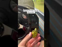 Worth it #outdoors #reptiles #turtle #babyanimal #babyturtle #viral #trending #shorts