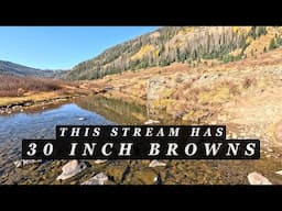 This stream has MONSTER browns!