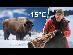 Photographing the AMAZING WILDLIFE of Yellowstone!