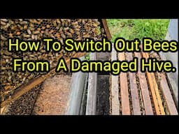 How To Switch Out Bees From A Damaged Hive