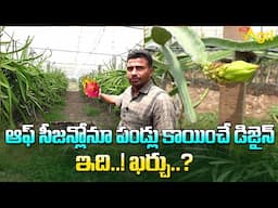 Dragon Fruit Farming in Telugu | ఆఫ్ సీజన్లోనూ పండ్లు కాయించే డిజైన్ ఇది..! ఖర్చు..? Tone Agri