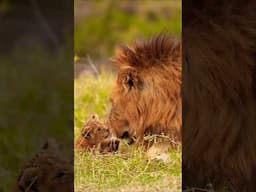 Fathers in the animal kingdom 🦁 🧡 #Lion #Animals #BigCats #WildlifePhotography #Shorts