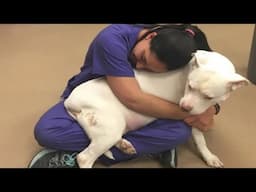 Shelter Dog Who Was Twice Her Normal Size Gets Transformed Into A Whole New Dog