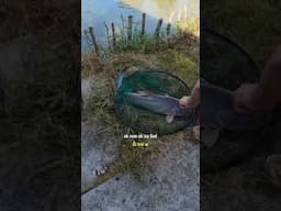 My Mom Caught A Big Fish in the Vietnamese Countryside 🇻🇳