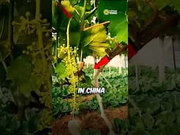 Farmers’ Secret Grape Hack!