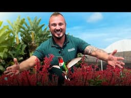 3 Plantas PERFEITAS para atrair Beija-Flores ao Seu Jardim!