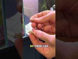Just Take One Tab