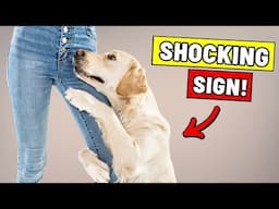 10 Signs Your Dog Thinks They Are Your Child