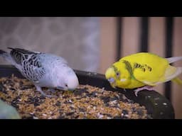 1 Hour of Amazing Budgie Sounds in the Spectacular Garden of Birds