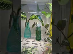 #plants #plantpropagation #houseplants #indoorgreenhouse
