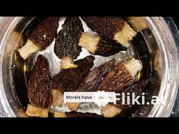Morel Mania: Forage, Cook, and Feast!