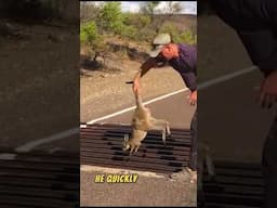 Animals That Asked people for help &kindness  #short 50 #animalshelp              #animalrescues