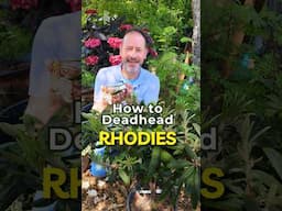 Simple Trick To Keep Rhododendrons Looking Amazing!