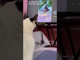 My cat’s view of himself on screen 🤩 #shorts #pets #happy
