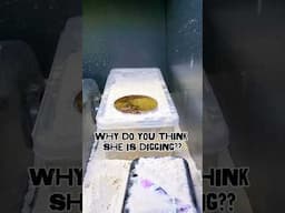 Why is she Digging!