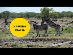 NAMIBIA TRAVEL ✈️ #namibia #travel #animals #photography #travelguide
