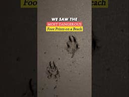 seeing the MOST dangerous Footprints on the beach 💀