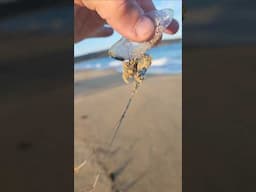 Deadly Bluebottle or man o' war in Australia #shorts