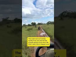 Rhino Charged Us #wildlife #safari #africa