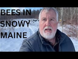 Bees in snowy Maine