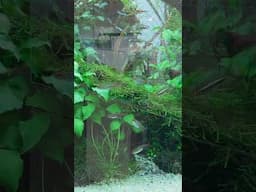 Showroom update video out now 😍 #aquascapegallery #natureaquarium #aquariumaquascape #aquascaping