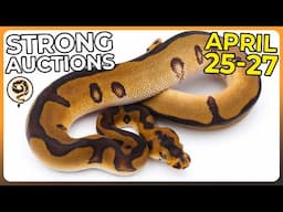 Amazing Ball Python Auctions Ending Soon! - April 25-27