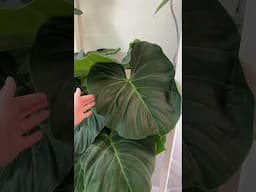 my massive philodendron el choco red red is blooming! 🌼 #philodendron #houseplants #plants