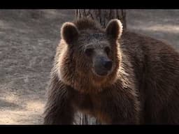 John Petranyi's Fatal Grizzly Bear Attack In Glacier National Park
