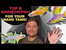 THE TOP 5+ SMALL & EASY RAINBOWFISH FOR NANO AQUARIUMS! Peaceful & Great for Beginners or Pros!