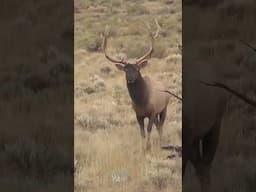 TGIF! ELK EDITION #hornady #navajo