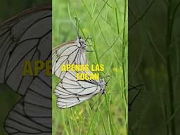 MARIPOSAS Sabías que?.. #mariposas #mariposa #viralvideo #virales #viralestiktok #parati #sabiasque