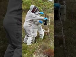 Swarm in a Tree! How We Captured 10,000 Bees in Seconds