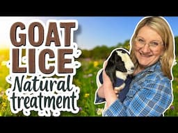 Goat Lice? Using NATURAL Treatment