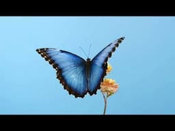 Understanding Blue Butterflies