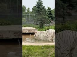 Thor Jr. Makes a Splash || The Wildcat Sanctuary
