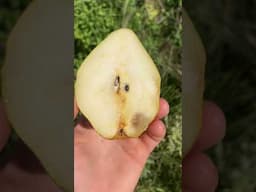 Magness Pear Tree - Must Grow #fig #figtree #figboss #gardeningtips #fruittrees