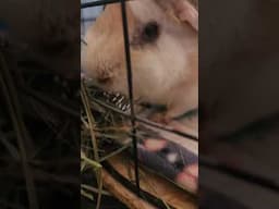Gus is a Hay THIEF!