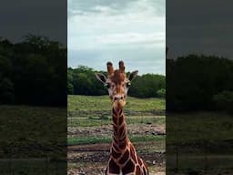 A Gentle Giraffe Walks Up For A Closeup Shot, But Does He Want Attention Or Food?