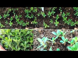 Care of adenium seedling in April