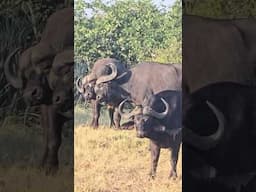 Buffalo Bulls Lock Horns in Playful Sparring  Oxpecker Birds Join the Action in Kruger Park #safari