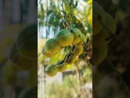 Smell Fruit 🤢