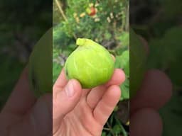 Sweet Mashinka Unk Fig #fig #figtree #figboss #gardeningtips #fruittrees