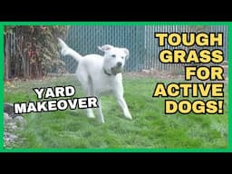 Time Lapse Transformation of Mud Pit into Dog Friendly Lawn