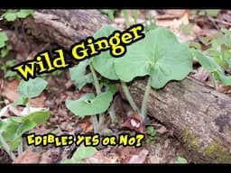 Wild Ginger Identification and More!