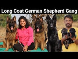 Long Coat German Shepherd | Black Long Coat German Shepherd | German Shepherd Kennel